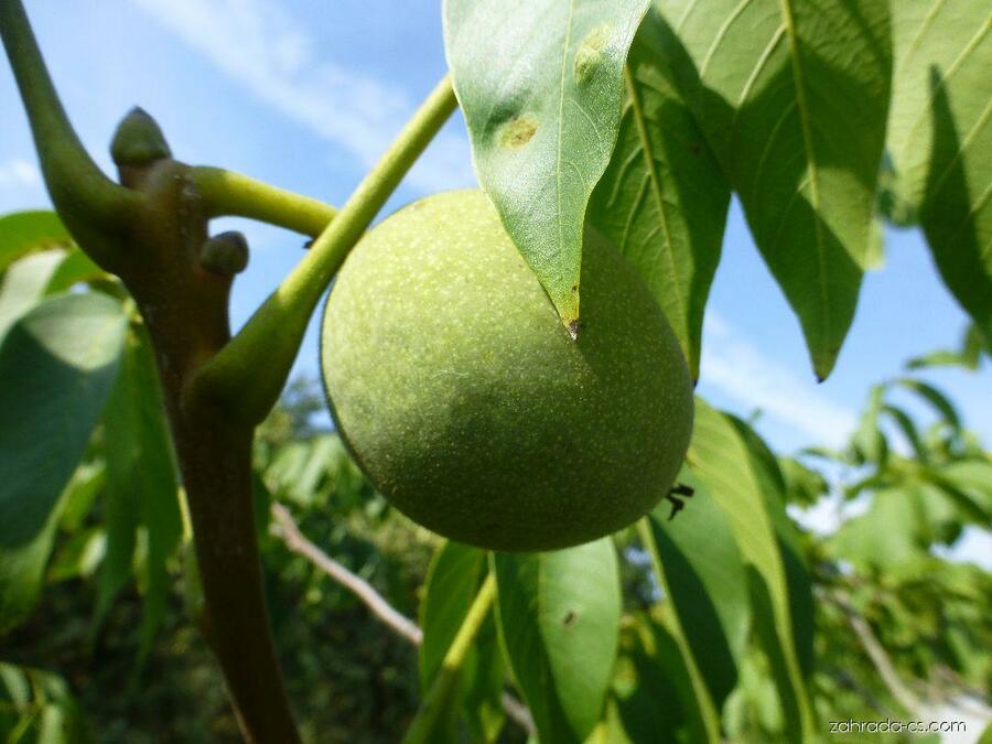 Ořešák vlašský (královský) 'Mars' - Juglans regia 'Mars'