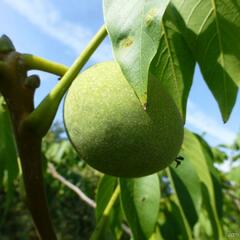 Ořešák vlašský (královský) 'Mars' - Juglans regia 'Mars'