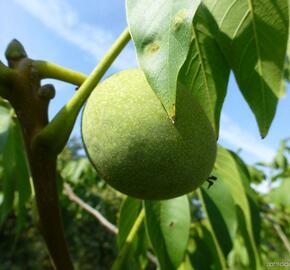 Ořešák vlašský (královský) 'Mars' - Juglans regia 'Mars'