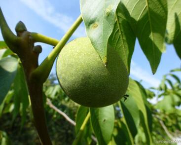 Ořešák vlašský (královský) 'Mars'