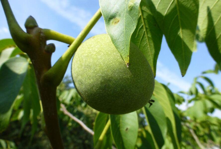 Ořešák vlašský (královský) 'Mars' - Juglans regia 'Mars'