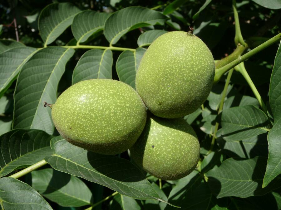 Ořešák vlašský (královský) 'Chandler' - Juglans regia 'Chandler'