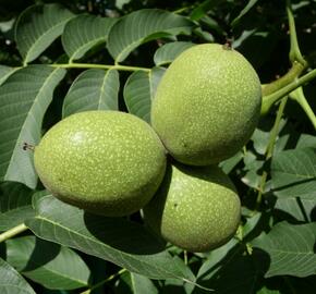 Ořešák vlašský (královský) 'Chandler' - Juglans regia 'Chandler'