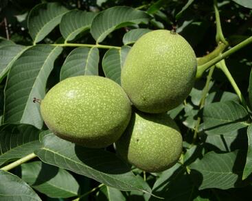 Ořešák vlašský (královský) 'Chandler'