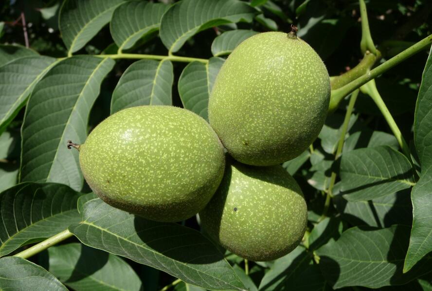 Ořešák vlašský (královský) 'Chandler' - Juglans regia 'Chandler'