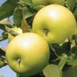 Jabloň zimní 'Goldlane' - Malus domestica 'Goldlane'