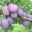 Renklóda - pozdní 'Wazanova' - Prunus domestica 'Wazanova'