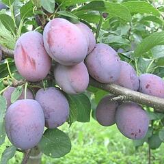 Renklóda - pozdní 'Wazanova' - Prunus domestica 'Wazanova'
