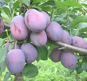 Renklóda - pozdní 'Wazanova' - Prunus domestica 'Wazanova'