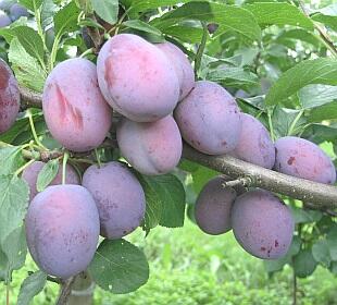 Renklóda pozdní 'Wazanova' - Prunus domestica 'Wazanova'