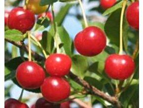Višeň středně raná 'Favorit' - Prunus cerasus 'Favorit'