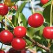 Višeň středně raná 'Favorit' - Prunus cerasus 'Favorit'