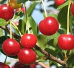 Višeň středně raná 'Favorit' - Prunus cerasus 'Favorit'