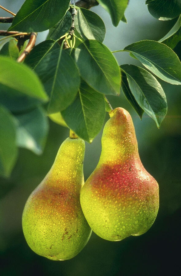 Hrušeň obecná - Pyrus communis