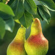 Hrušeň obecná - Pyrus communis