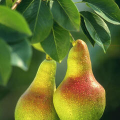 Hrušeň obecná - Pyrus communis