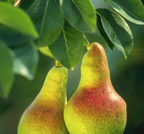 Hrušeň obecná - Pyrus communis