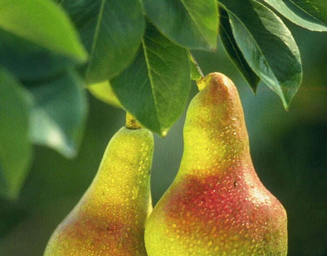 Hrušeň obecná - Pyrus communis