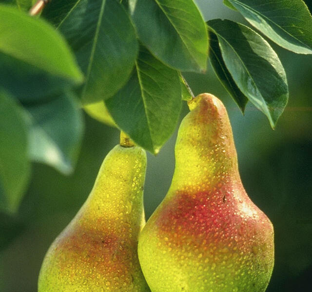 Hrušeň obecná - Pyrus communis