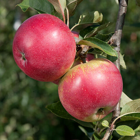 Jabloň zimní 'Red Spring' - Malus domestica 'Red Spring'