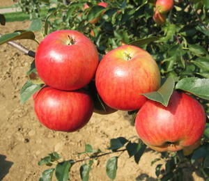 Jabloň zimní 'Herald' - Malus domestica 'Herald'