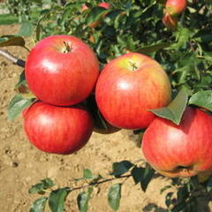 Jabloň zimní 'Herald' - Malus domestica 'Herald'