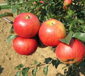 Jabloň zimní 'Herald' - Malus domestica 'Herald'