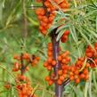 Rakytník řešetlákový - samičí 'Aromat' - Hippophae rhamnoides 'Aromat'