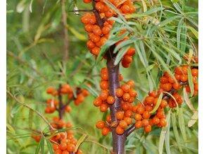 Rakytník řešetlákový samičí 'Aromat' - Hippophae rhamnoides 'Aromat'