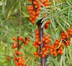 Rakytník řešetlákový - samičí 'Aromat' - Hippophae rhamnoides 'Aromat'