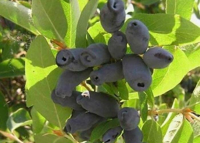 Zimolez kamčatský 'Wojtek' - Lonicera kamtschatica 'Wojtek'