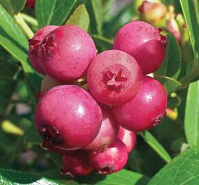 Borůvka 'Pink Sapphire' - Vaccinium 'Pink Sapphire'