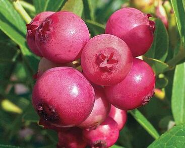 Borůvka chocholičnatá, kanadská borůvka 'Pink Sapphire'