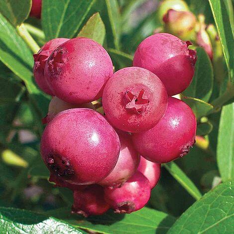Borůvka chocholičnatá, kanadská borůvka 'Pink Sapphire' - Vaccinium corymbosum 'Pink Sapphire'