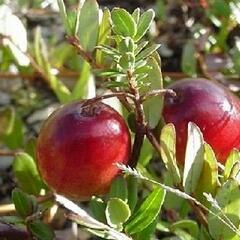 Klikva velkoplodá 'Howes' - Vaccinium macrocarpon 'Howes'