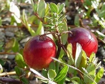 Klikva velkoplodá 'Howes'