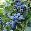 Borůvka chocholičnatá, kanadská borůvka 'Bluejay' - Vaccinium corymbosum 'Bluejay'