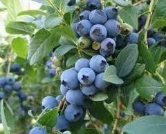 Borůvka chocholičnatá, kanadská borůvka 'Bluejay' - Vaccinium corymbosum 'Bluejay'