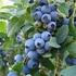 boruvka-chocholicnata-kanadska-boruvka-bluejay.jpg