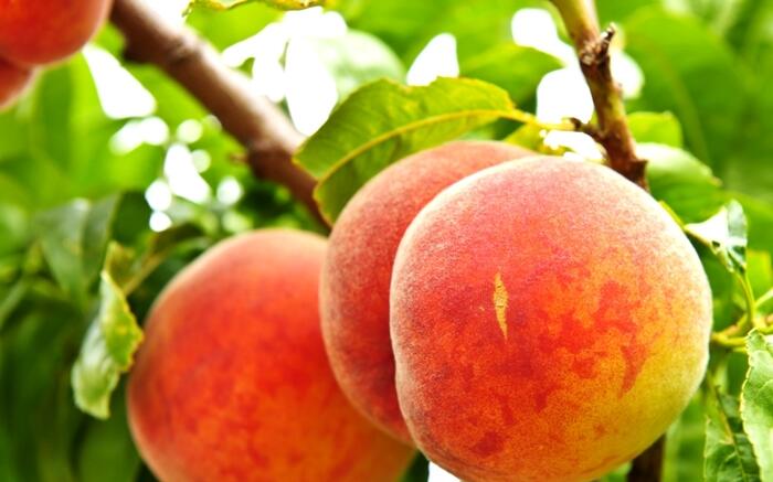 Broskvoň - středně raná 'Harbrite' - Prunus persica 'Harbrite'