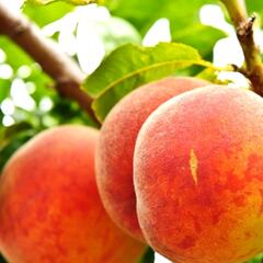 Broskvoň - středně raná 'Harbrite' - Prunus persica 'Harbrite'