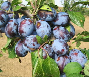 Pološvestka -  velmi raná 'Herman' - Prunus domestica 'Herman'