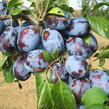 Pološvestka -  velmi raná 'Herman' - Prunus domestica 'Herman'