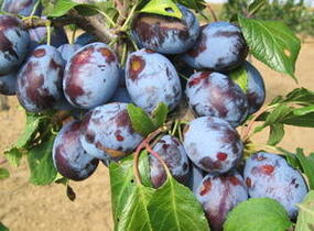 Pološvestka velmi raná 'Herman' - Prunus domestica 'Herman'