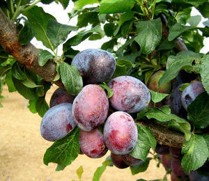 Pološvestka pozdní 'Verity' - Prunus domestica 'Verity'