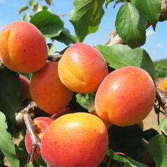Meruňka poloraná 'Sundrop' - Prunus armeniaca 'Sundrop'