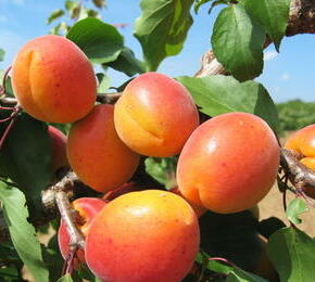 Meruňka poloraná 'Sundrop' - Prunus armeniaca 'Sundrop'