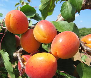 Meruňka poloraná 'Sundrop' - Prunus armeniaca 'Sundrop'