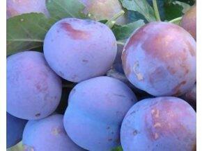 Švestka japonská - myrobalán 'Dezertnaja' - Prunus 'Dezertnaja'