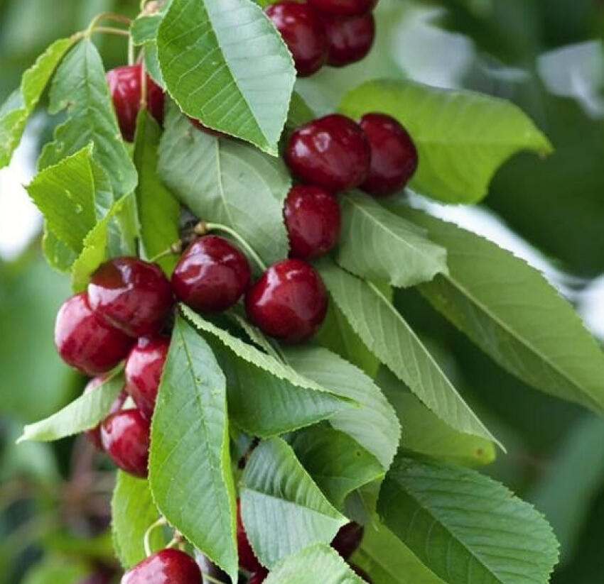 Třešeň pozdní chrupka 'Sylvia' - Prunus avium 'Sylvia'